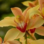 Cymbidium