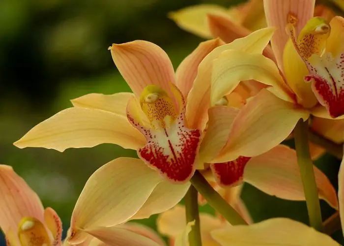 Cymbidium (Cymbidium)