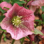 Helleborus