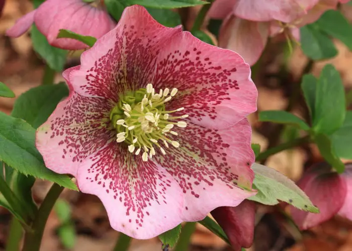 Helleborus (Hellebore; Christmas Rose)