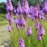 Liatris