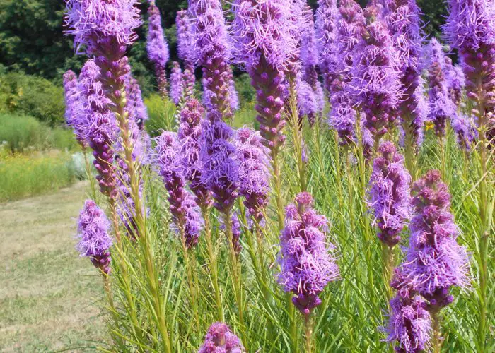 Liatris (Blazing Star; Gayfeather)