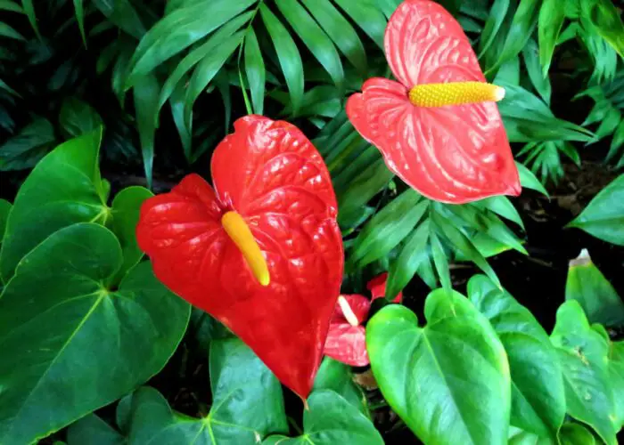 Anthurium (Flamingo Flower; Laceleaf)