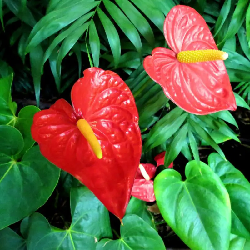 Flowers that symbolize Health A to Z Flowers