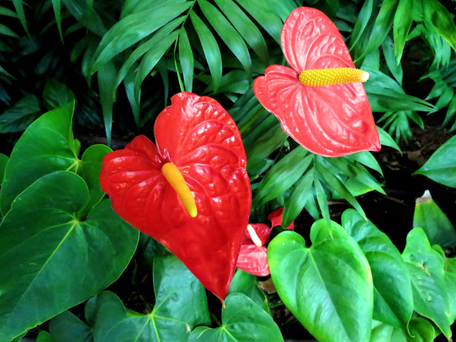 Anthurium Flamingo Flower Laceleaf A To Z Flowers