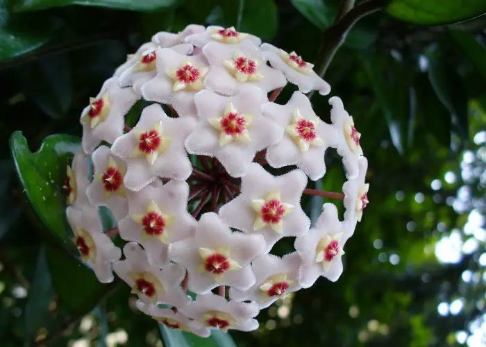 Hoya (Wax Plant)