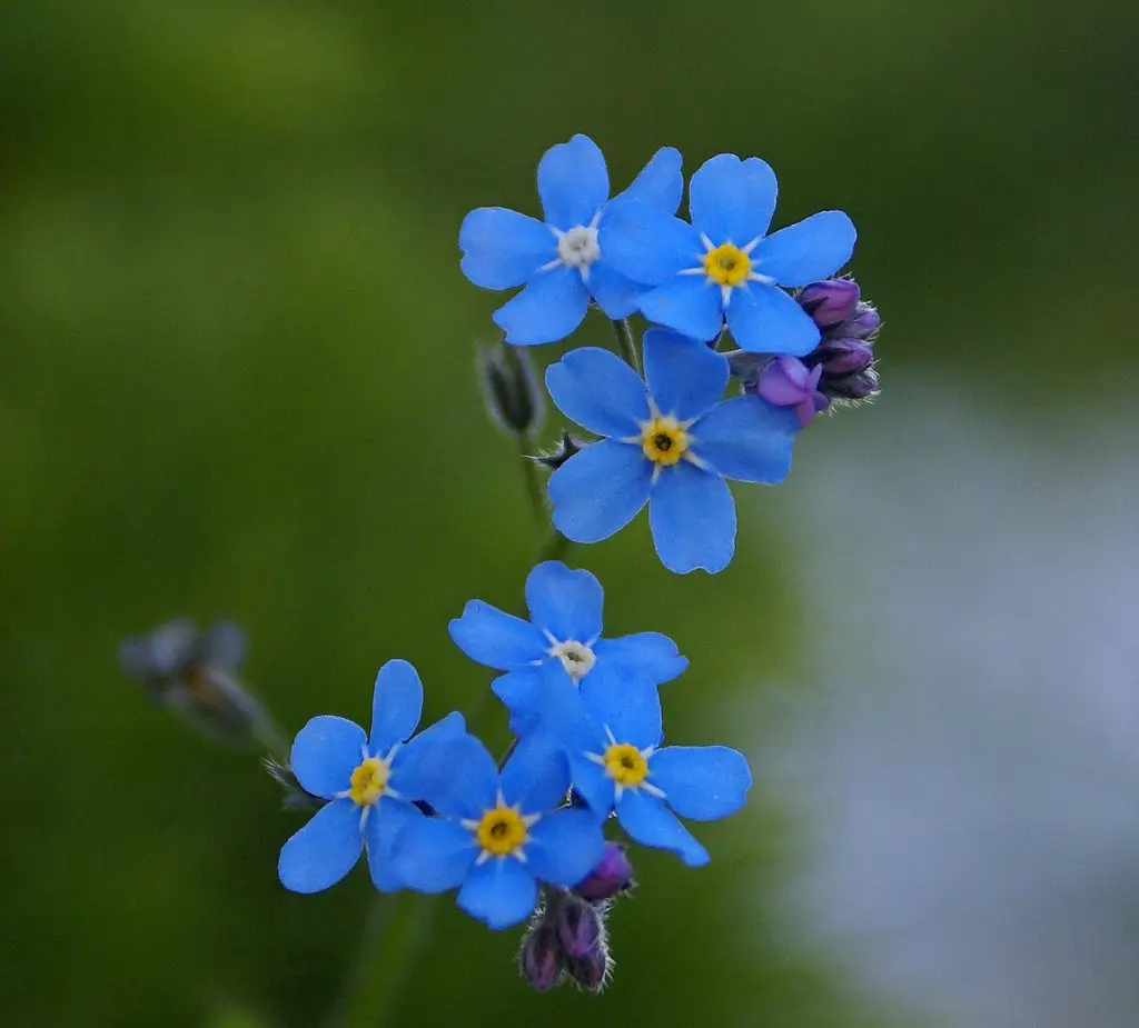 Myosotis (Forget Me Not; Scorpion Grass) .