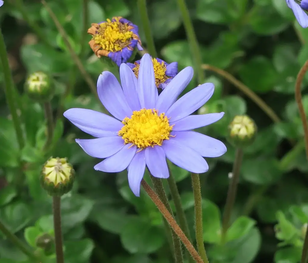 Felicia Blue Daisy Marguerite Daisy A To Z Flowers