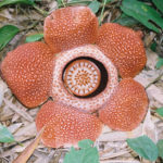 Rafflesia