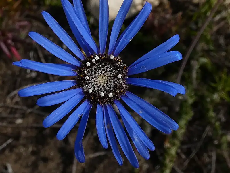 Felicia Blue Daisy Marguerite Daisy A To Z Flowers