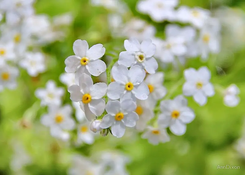 Myosotis Forget Me Not Scorpion Grass A To Z Flowers