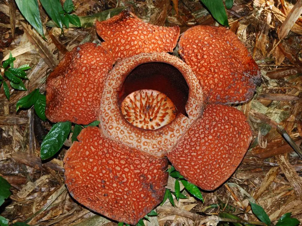 Rafflesia (Rafflesia) – A to Z Flowers
