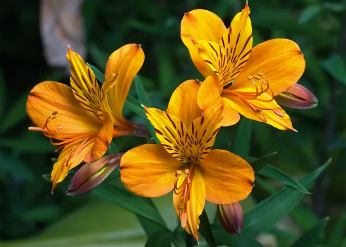 Alstroemeria (Peruvian Lily; Lily of the Incas)