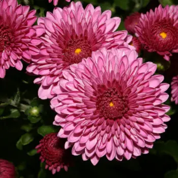 Chrysanthemum