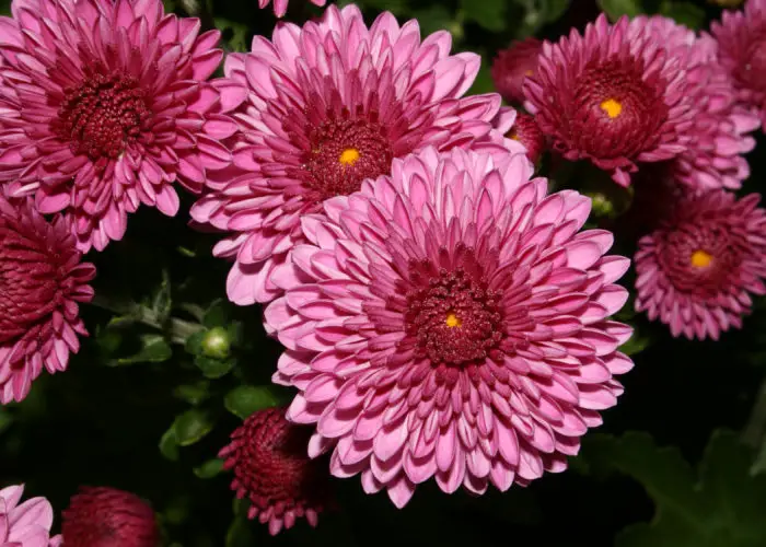 Chrysanthemum (Mum)