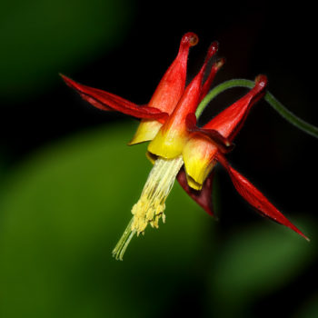 Aquilegia