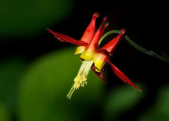 Aquilegia (Columbine)