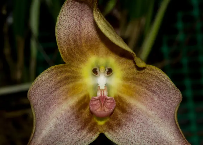 Dracula (Monkey Orchid)