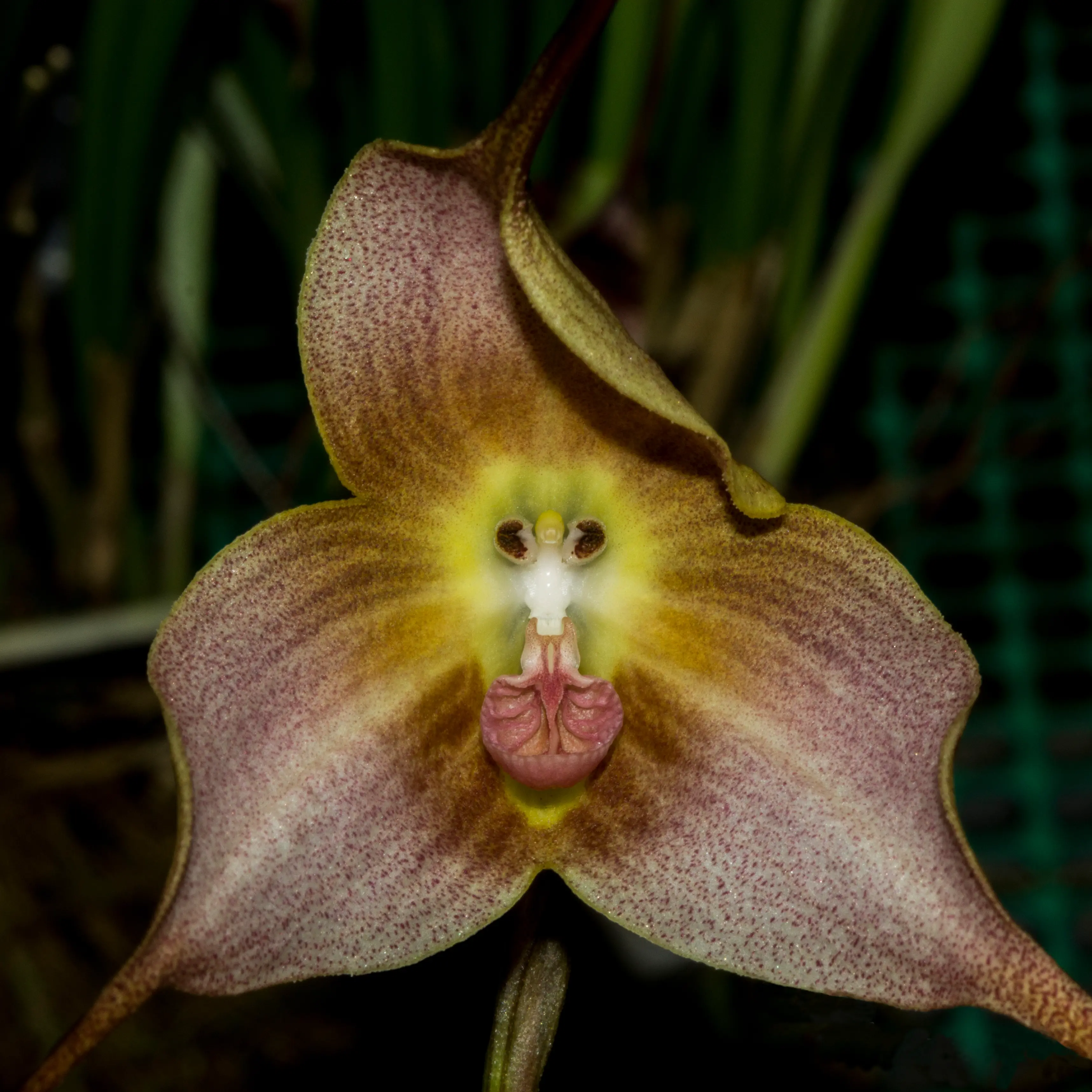 50Pcs Seeds Orchids Dracula Pholeodytes Monkey Face Cave-Hiding Dracula Flower 