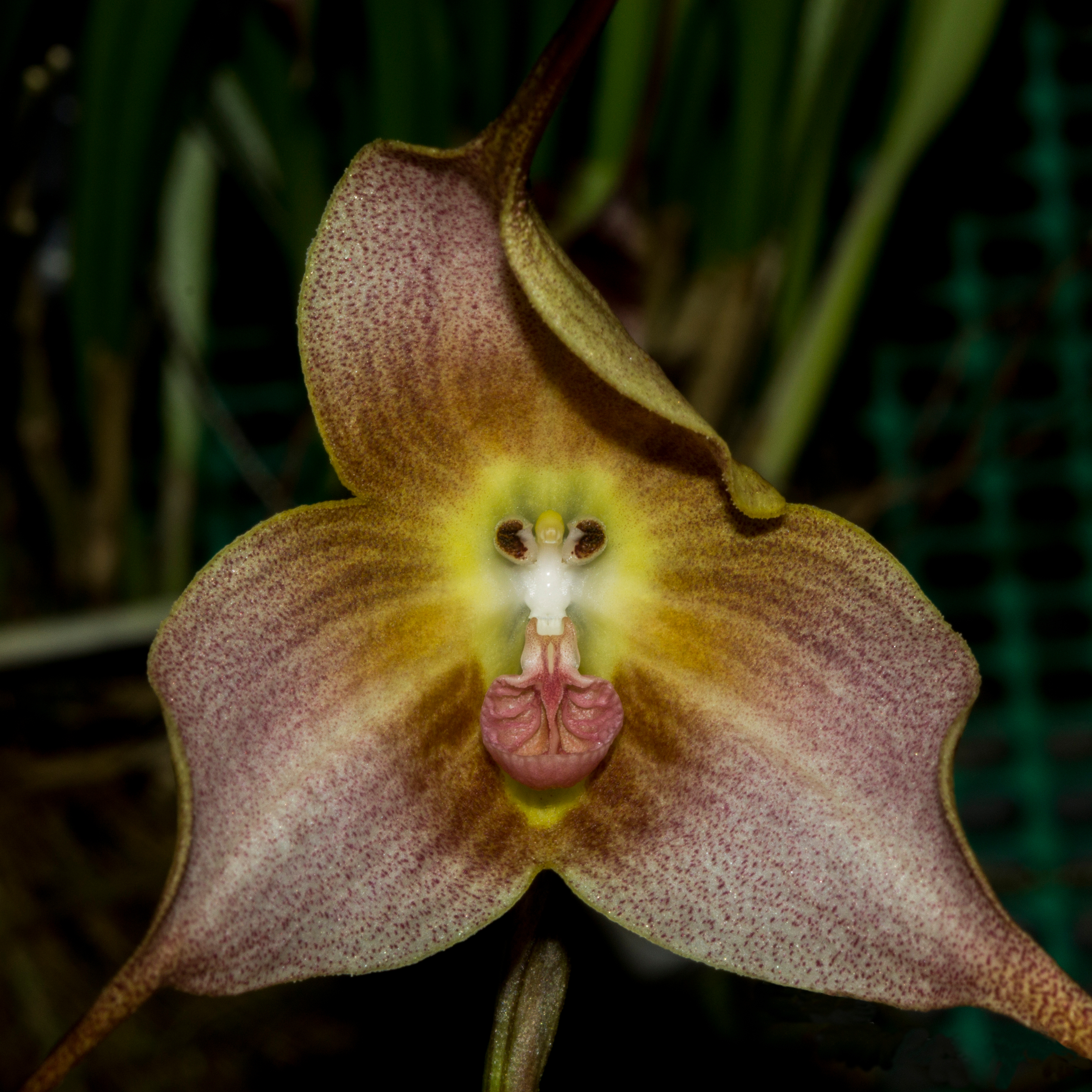 Dracula orchid clearance