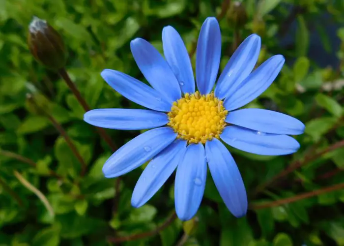 Felicia (Blue Daisy; Marguerite Daisy)