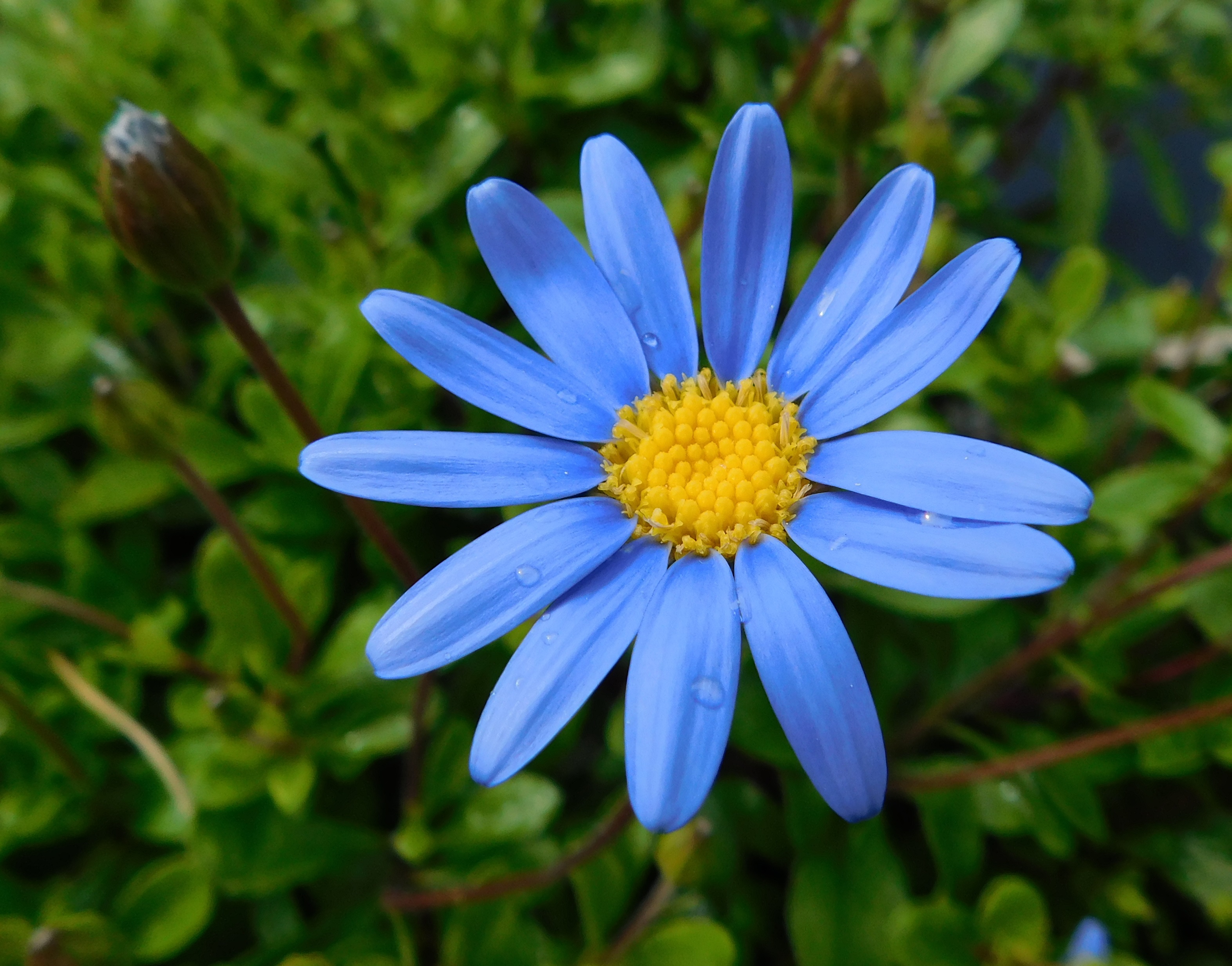 Felicia Blue Daisy Marguerite Daisy A To Z Flowers