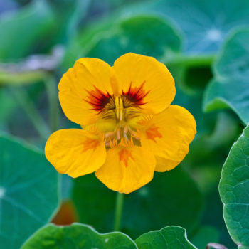 Tropaeolum