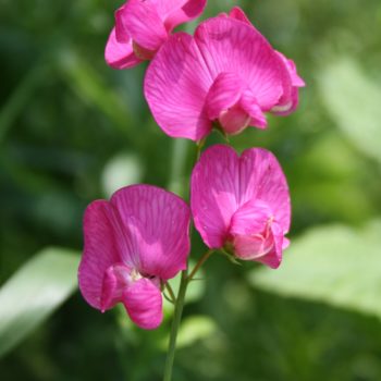 Lathyrus