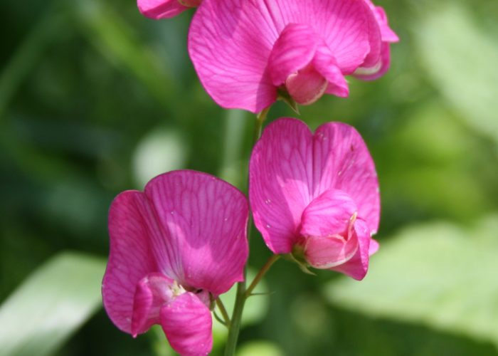 Lathyrus (Sweet Pea )