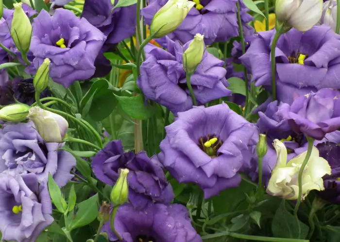 Eustoma (Lisianthus; Prairie Gentian)