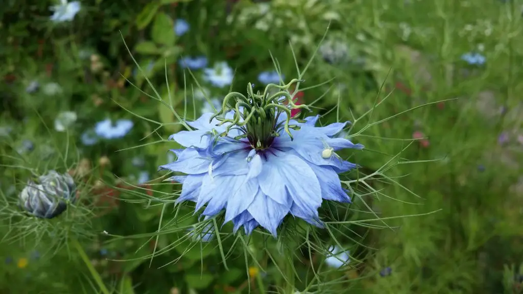 Nigella (Love-in-a-mist; Devil-in-a-bush) – A to Z Flowers