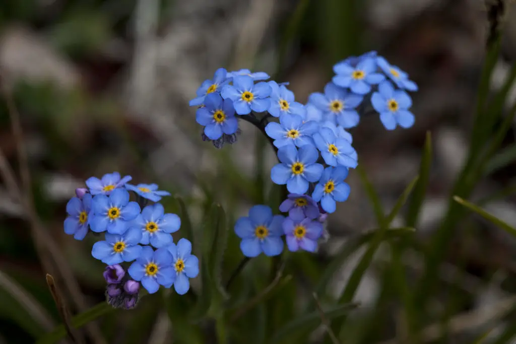 Myosotis Forget Me Not Scorpion Grass A To Z Flowers