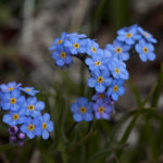 Myosotis