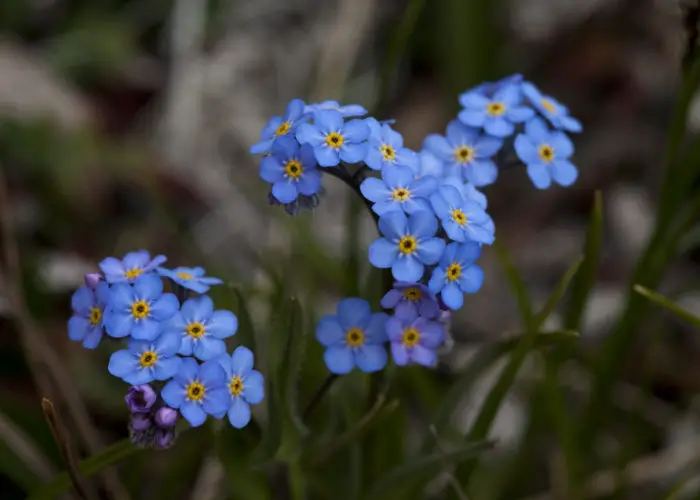 Myosotis (Forget Me Not; Scorpion Grass)