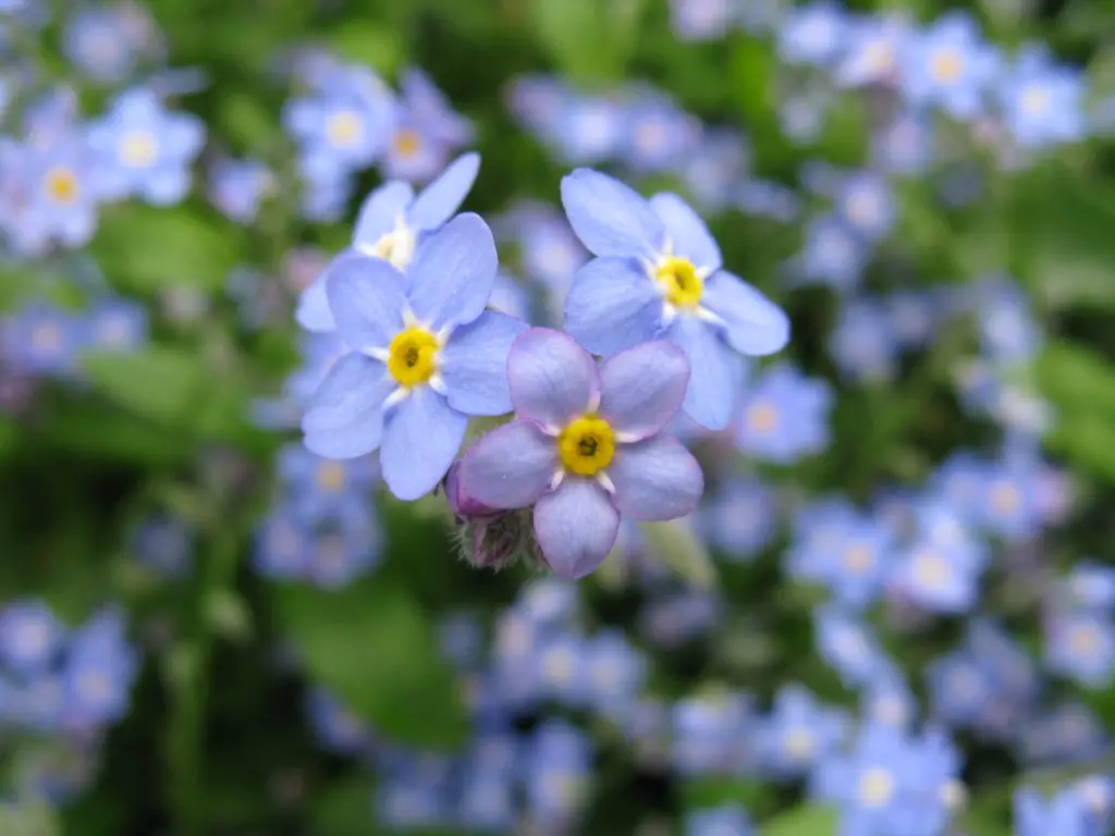 Myosotis Forget Me Not Scorpion Grass A To Z Flowers