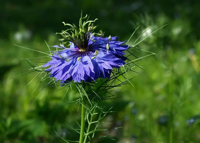 Nigella (Love-in-a-mist; Devil-in-a-bush)