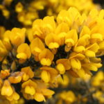 Ulex