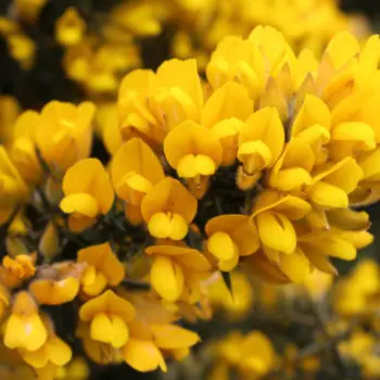 Ulex