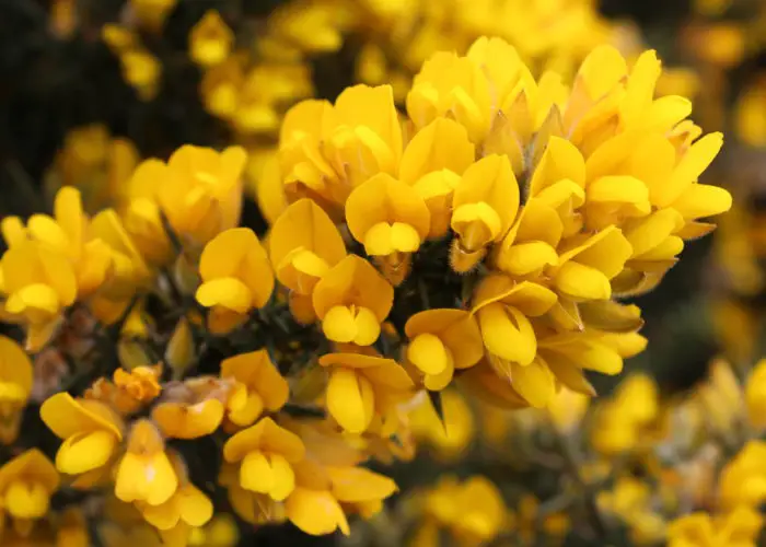 Ulex (Gorse; Furze)