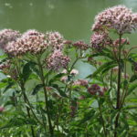 Valeriana