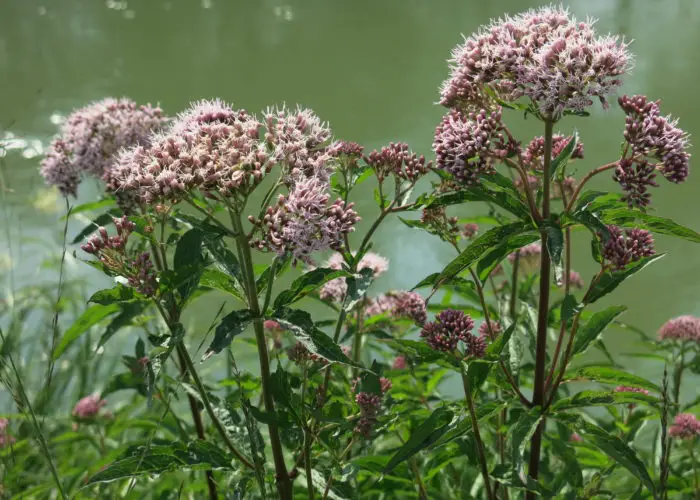 Valeriana (Valerian)