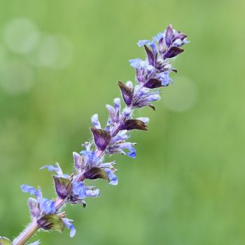 Ajuga