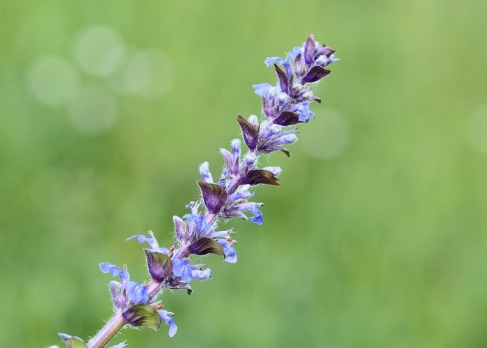 Ajuga (Bugle; Bugleweed)