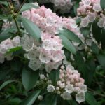 Kalmia