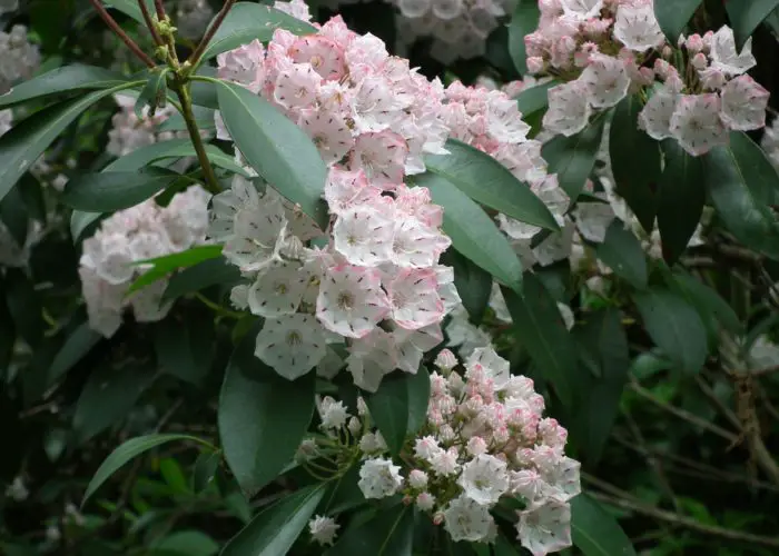 Kalmia (Spoonwood)