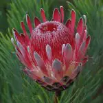 Protea (Protea) | A to Z Flowers