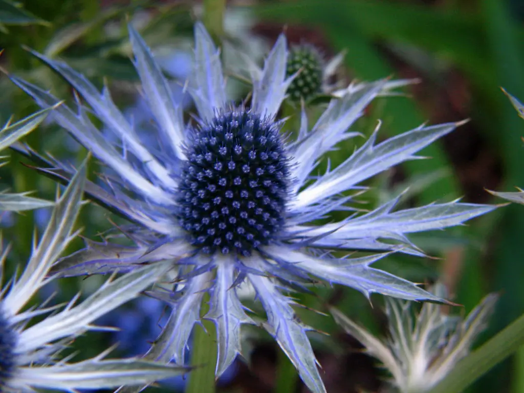 Eryngium Sea Holly A To Z Flowers