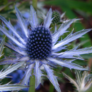 Eryngium