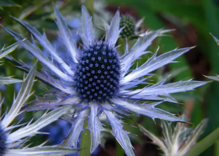 Eryngium (Sea Holly)