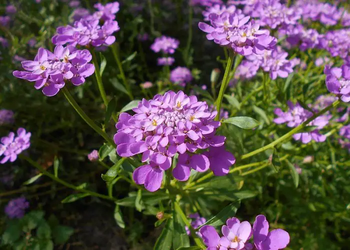 Iberis (Candytuft)